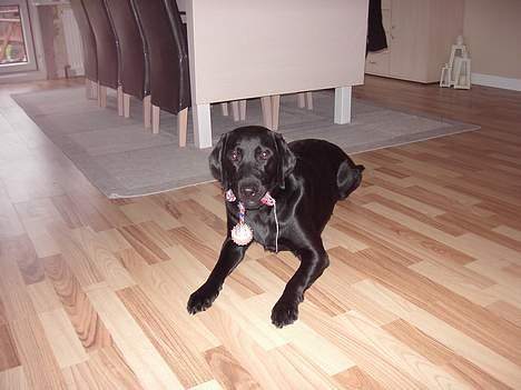 Labrador retriever Frida billede 1