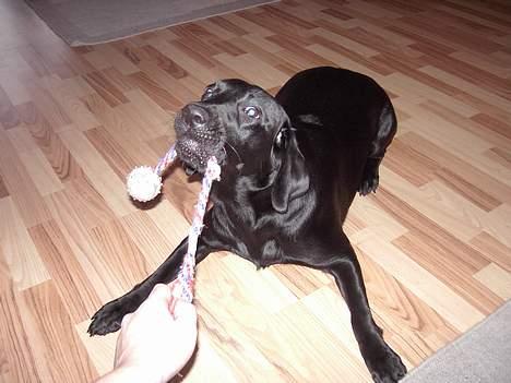 Labrador retriever Frida billede 2