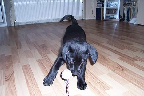 Labrador retriever Frida billede 4