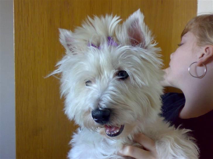 West highland white terrier Mille R.I.P - hygger med Michelle billede 1