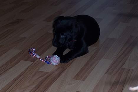 Labrador retriever Frida billede 5
