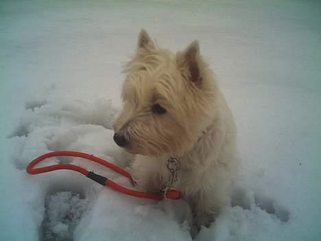 West highland white terrier Mille R.I.P - Det er så degelig med SNE billede 2