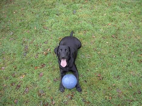 Labrador retriever Frida billede 6