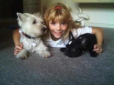 West highland white terrier Mille R.I.P - Her er jeg med Bobo & Michelle billede 3