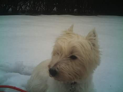 West highland white terrier Mille R.I.P - Her er jeg igen ude i den deglige SNE billede 5