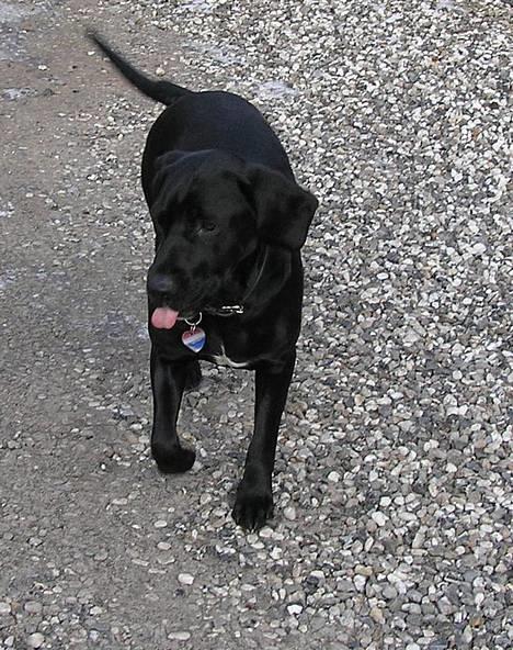 Blanding af racer Sofus billede 2