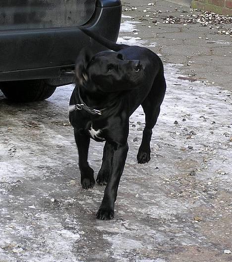 Blanding af racer Sofus - Og så ruster vi dem lidt.. Vi danser buggi buggi og så drejer vi omkring og så går vi i ring hey.. Åhhh buggi buggi buggi ;o) billede 3