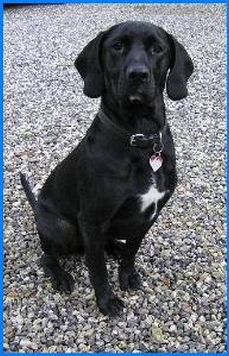 Blanding af racer Sofus - Ja jeg sersku klog ud syntes du ikke.. billede 4