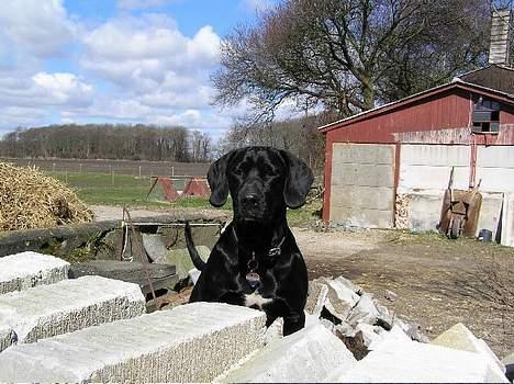 Blanding af racer Sofus - Hmm den kanin man ikke kan se ser godt nok sød ud hehe.. billede 5