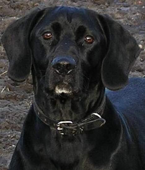 Blanding af racer Sofus - hoved.. billede 6