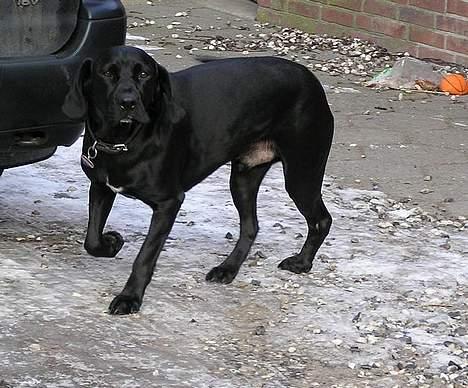 Blanding af racer Sofus billede 7