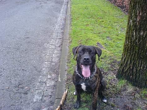 Blanding af racer sacia billede 1