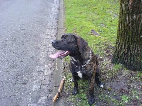 Blanding af racer sacia billede 2