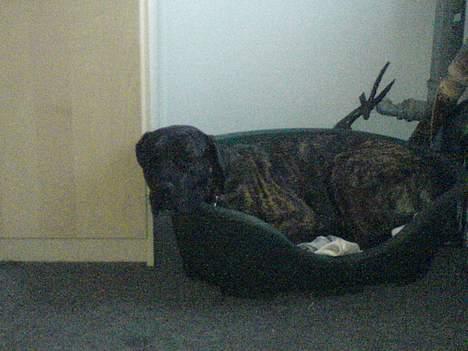 Blanding af racer sacia billede 3