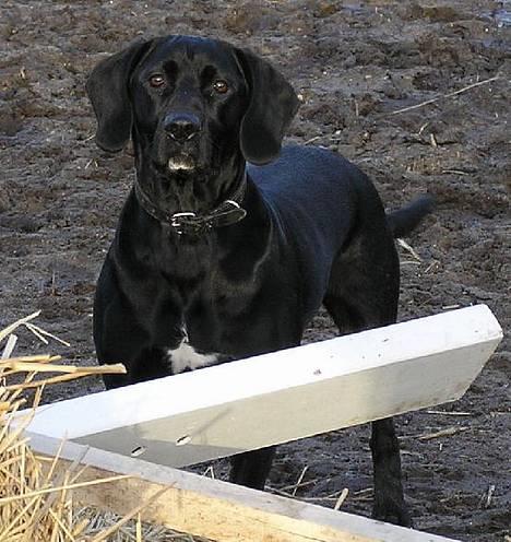 Blanding af racer Sofus - Dejlige Soffus på ridebanen.. Ups hvad laver jeg herinde - ved vist godt det er forbudt ;o) billede 8