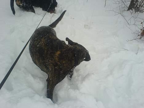 Blanding af racer sacia billede 5