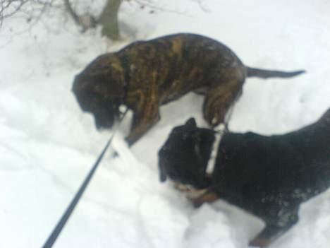 Blanding af racer sacia billede 6