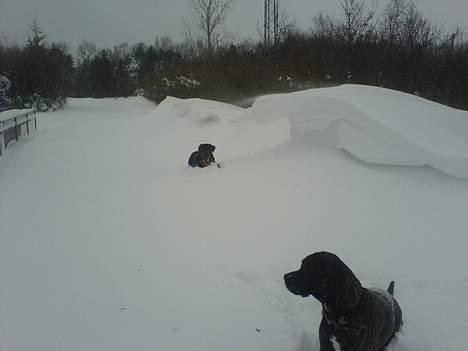 Blanding af racer sacia billede 7