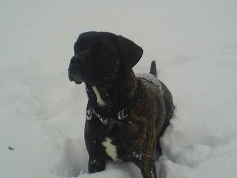 Blanding af racer sacia billede 8