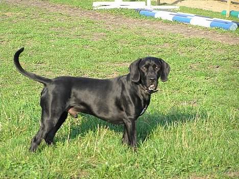 Blanding af racer Sofus - En tur i folden.. billede 9