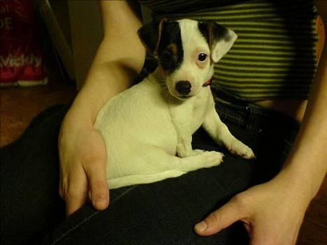 Jack russell terrier Selma :( død 28/7 10:( - Aller første dag i Aalborg billede 1