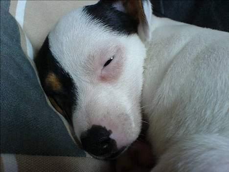 Jack russell terrier Selma :( død 28/7 10:( - Mor har syet sådan en dejlig seng til mig. billede 2