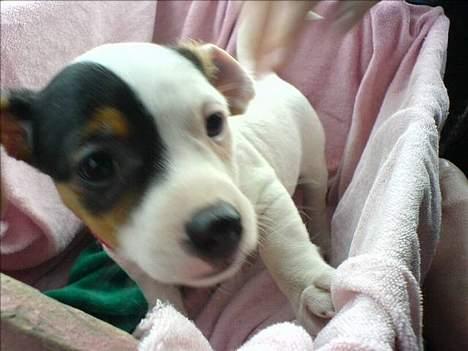 Jack russell terrier Selma :( død 28/7 10:( - Da jeg blev hentet af min nye mor. billede 3