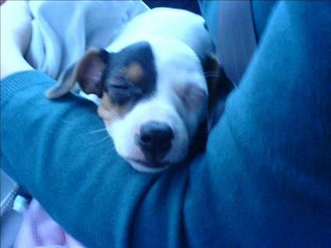 Jack russell terrier Selma :( død 28/7 10:( - Man kan sagtens sove i armene på min babysitter. billede 4