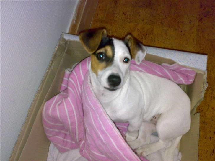 Jack russell terrier Selma :( død 28/7 10:( - Mine ører er faldet på plads igen, så nu er mor glad (-: billede 5