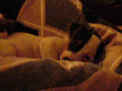 Jack russell terrier Selma :( død 28/7 10:( billede 6