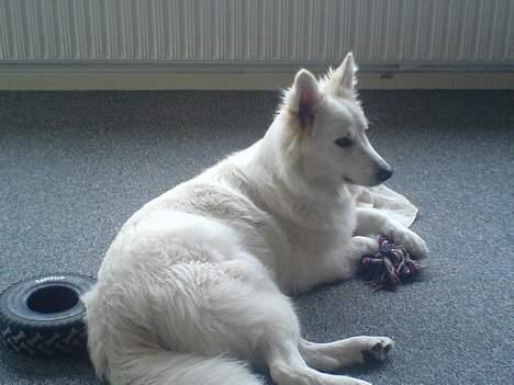 Samojedhund liva - liva tager en slapper på stue gulvet med hendes lege tøj.  billede 7