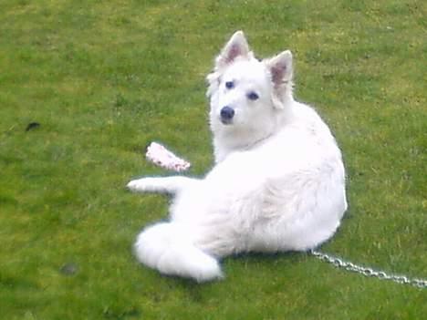 Samojedhund liva - en tur i haven med et dejligt nyt kød ben. billede 8