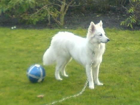 Samojedhund liva - her fortæller liva lige naboen at det er hendes fodbold. billede 9