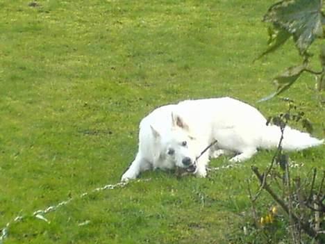 Samojedhund liva - en gren kan også bruges når man har spist sit kød ben. billede 10