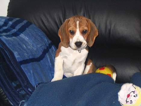 Beagle Tinka - Her er jeg en meget lille hund billede 6