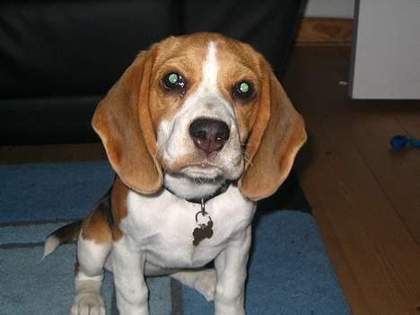 Beagle Tinka billede 9