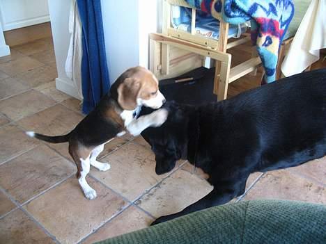 Beagle Tinka - Her leger jeg med min ven Buster billede 10