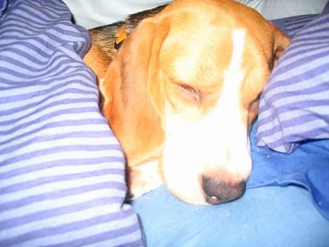 Beagle Tinka - Shysssssss jeg sover billede 11