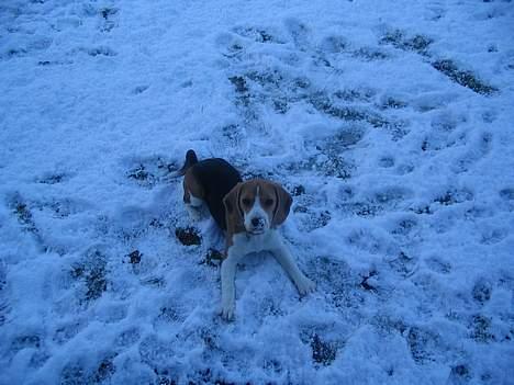 Beagle Tinka - Jubiii sne billede 12