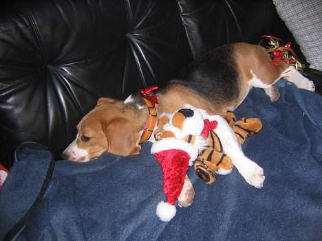 Beagle Tinka - Se mine fine julegaver billede 14