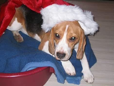 Beagle Tinka - Nu det jul billede 15