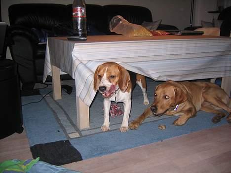 Beagle Tinka - Her har jeg besøg af min bedste ven Oliver billede 16