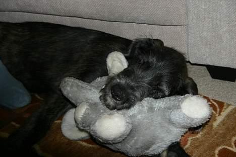 Irsk ulvehund Sirius - Jeg er kun 4 måneder, og så kan man godt blive lidt træt..gab billede 7