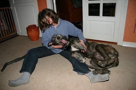 Irsk ulvehund Sirius - Hey, vi har sådan en motoriseret elfant til at nusse hunde med. Mor siger, den også fanger lopper. Som om JEG har utøj? Hrmff billede 8