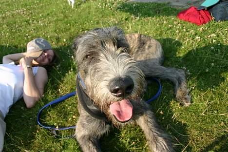 Irsk ulvehund Sirius - Sommerferie ! YES billede 9