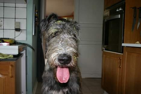 Irsk ulvehund Sirius - Burremonsteret er løs billede 10