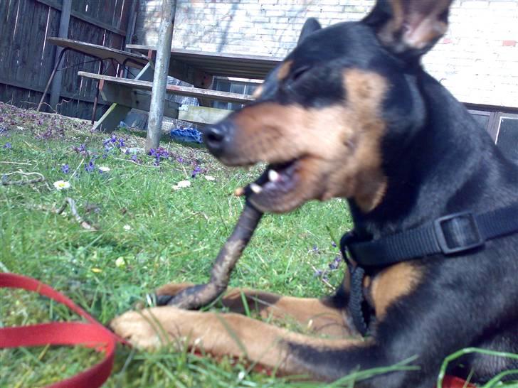 Dvaergpinscher Magnus - nam nam ;) billede 1