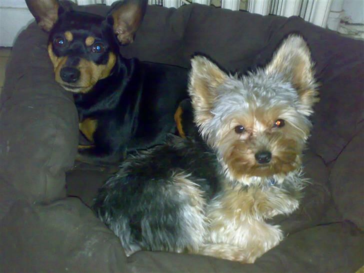 Dvaergpinscher Magnus - julius skal da også mase dig ind alle steder :( billede 2