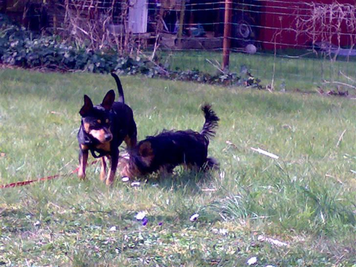 Dvaergpinscher Magnus - leger med julius da han var lille og sød billede 3