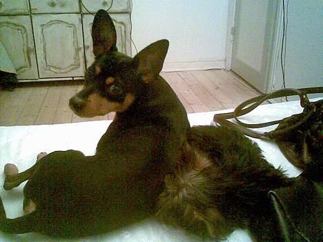 Dvaergpinscher Magnus billede 4